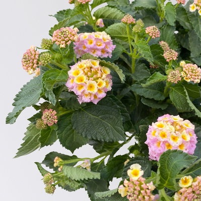 Wandelröschen gelb/lila, Stamm, Topf-Ø 17 cm