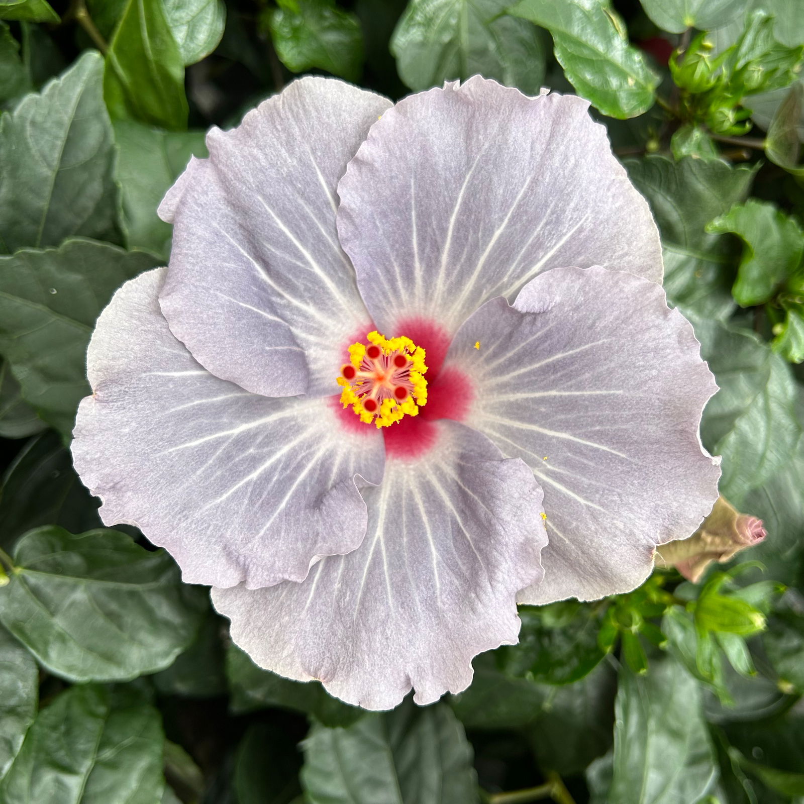 Hibiskus HibisQS® 'Cato' lavendelblau, Topf-Ø 13 cm, 2 Pflanzen