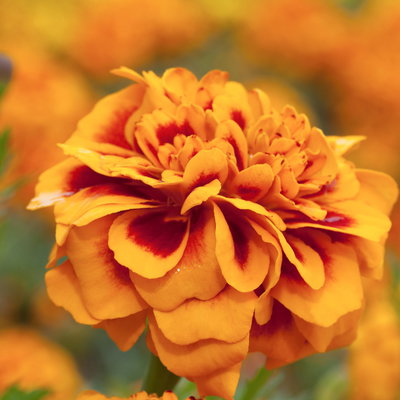 Tagetes, Farbe zufällig, Topf-Ø 13 cm, 6 Pflanzen