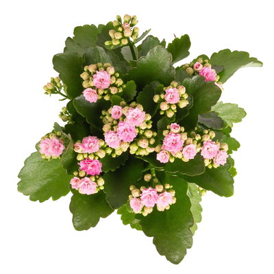 Kalanchoe 'Calandiva'®, rosa, Topf-Ø 12 cm, Höhe ca. 27,5 cm, 6er-Set
