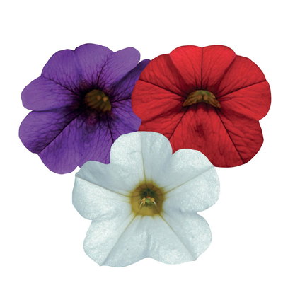 Zauberglöckchen, 'Café de Paris', blau-weiß-rot, TopfØ 12cm, 6 Pflanzen Zauberglöckchen, 'Café de Paris', blau-weiß-rot, TopfØ 12cm, 6 Pflanzen