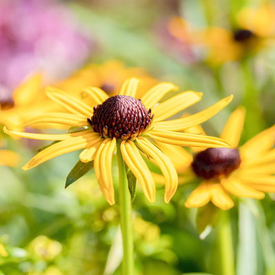 Sonnenhut 'Little Goldstar' goldgelb, Höhe 40-50 cm, Topf 3 Liter Sonnenhut 'Little Goldstar' goldgelb, Höhe 40-50 cm, Topf 3 Liter