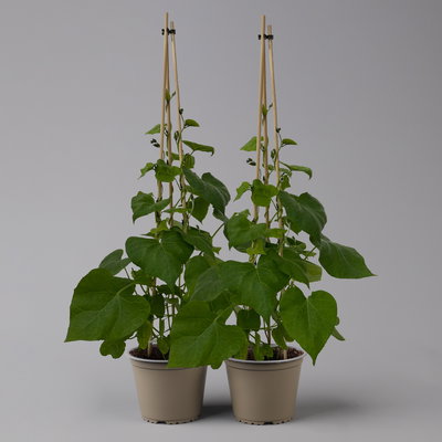 Prunkwinde blau-rosa, Pyramide, Topf-Ø 13 cm, 2er-Set Prunkwinde blau-rosa, Pyramide, Topf-Ø 13 cm, 2er-Set