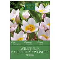 Wildtulpen Bakeri Lilac Wonder pink, 10 Blumenzwiebeln