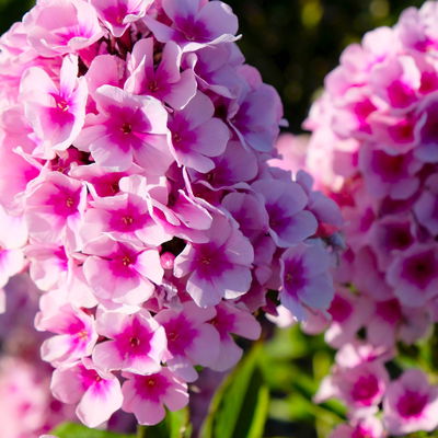 Kölles Beste Flammenblume 'Adessa® Rose Eye', 3 Liter Topf