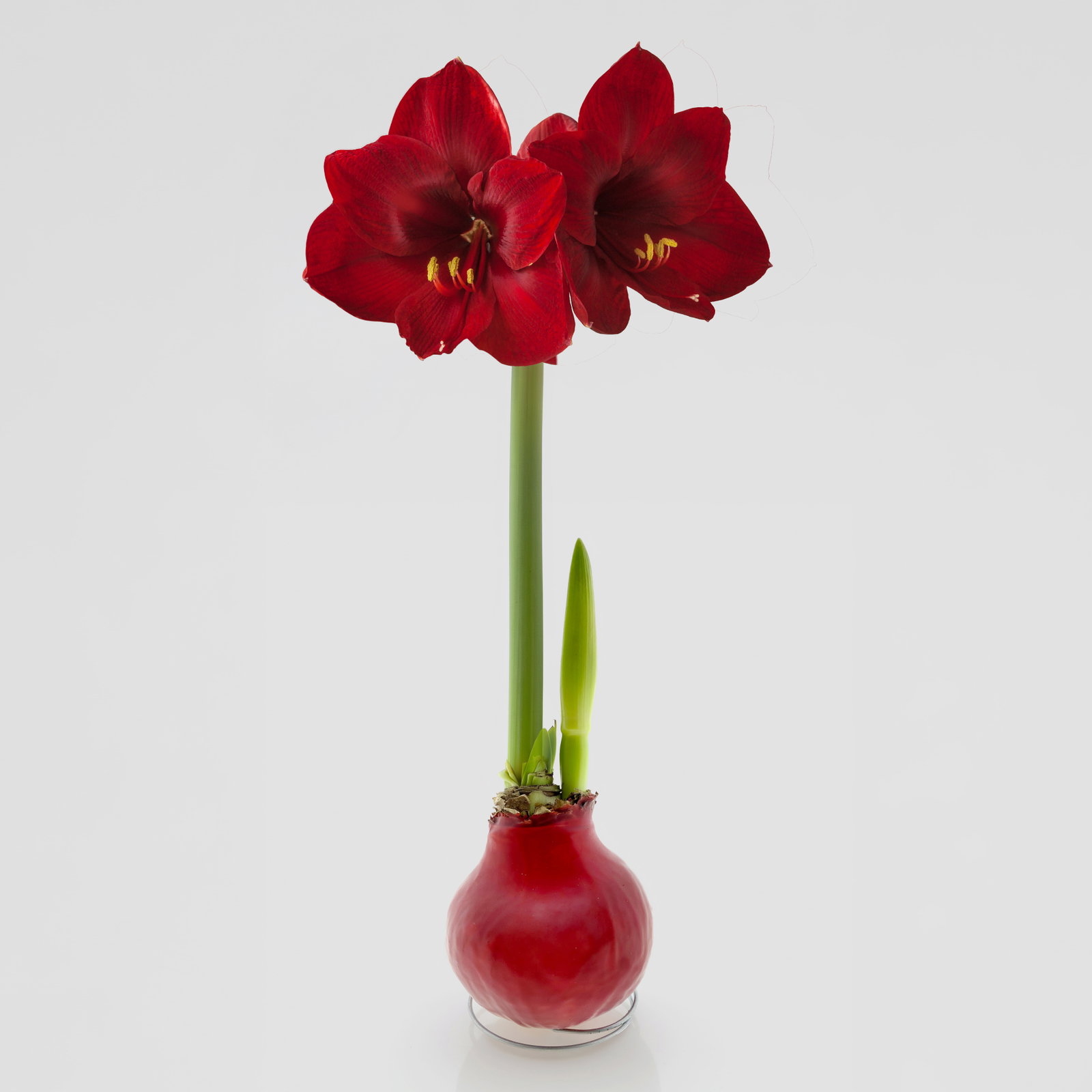 Amaryllis in Wachs XL, Dekor 'Basic Red', Blüte dunkelrot, 2 Pflanzen Amaryllis in Wachs XL, Dekor 'Basic Red', Blüte dunkelrot, 2 Pflanzen