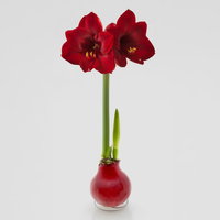 Amaryllis in Wachs XL, Dekor 'Basic Red', Blüte dunkelrot, 2 Pflanzen Amaryllis in Wachs XL, Dekor 'Basic Red', Blüte dunkelrot, 2 Pflanzen
