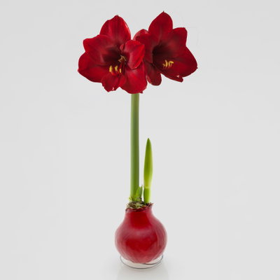 Amaryllis in Wachs XL, Dekor 'Basic Red', Blüte dunkelrot, 2 Pflanzen Amaryllis in Wachs XL, Dekor 'Basic Red', Blüte dunkelrot, 2 Pflanzen