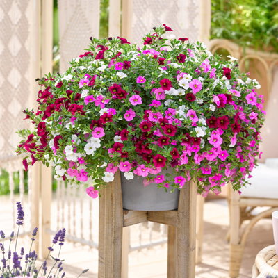 Zauberglöckchen 'Pink Paradise', pink-weiß-rosa, Topf-Ø 12 cm, 6 Pflanzen