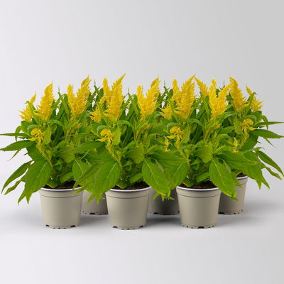 Celosia 'Kelos Fire Yellow' gelb, Topf-Ø 12 cm, 6 Stück Celosia 'Kelos Fire Yellow' gelb, Topf-Ø 12 cm, 6 Stück