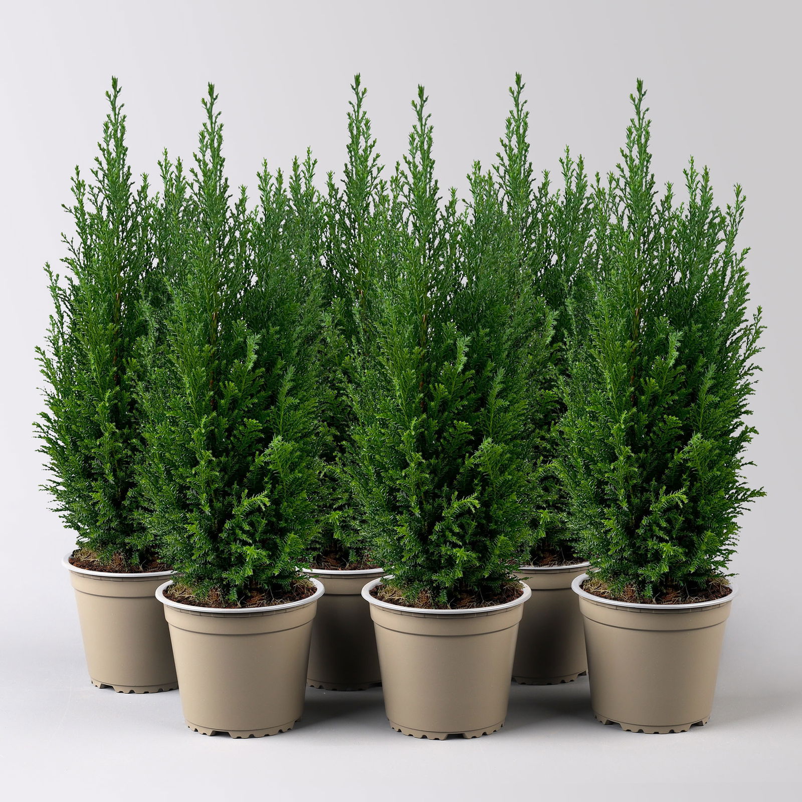 Blaue Kegelzypresse 'Ellwoodii', Topf-Ø 13 cm, 6 Pflanzen Blaue Kegelzypresse 'Ellwoodii', Topf-Ø 13 cm, 6 Pflanzen