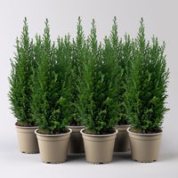 Blaue Kegelzypresse 'Ellwoodii', Topf-Ø 13 cm, 6 Pflanzen Blaue Kegelzypresse 'Ellwoodii', Topf-Ø 13 cm, 6 Pflanzen