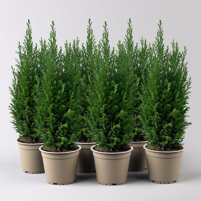 Blaue Kegelzypresse 'Ellwoodii', Topf-Ø 13 cm, 6 Pflanzen Blaue Kegelzypresse 'Ellwoodii', Topf-Ø 13 cm, 6 Pflanzen