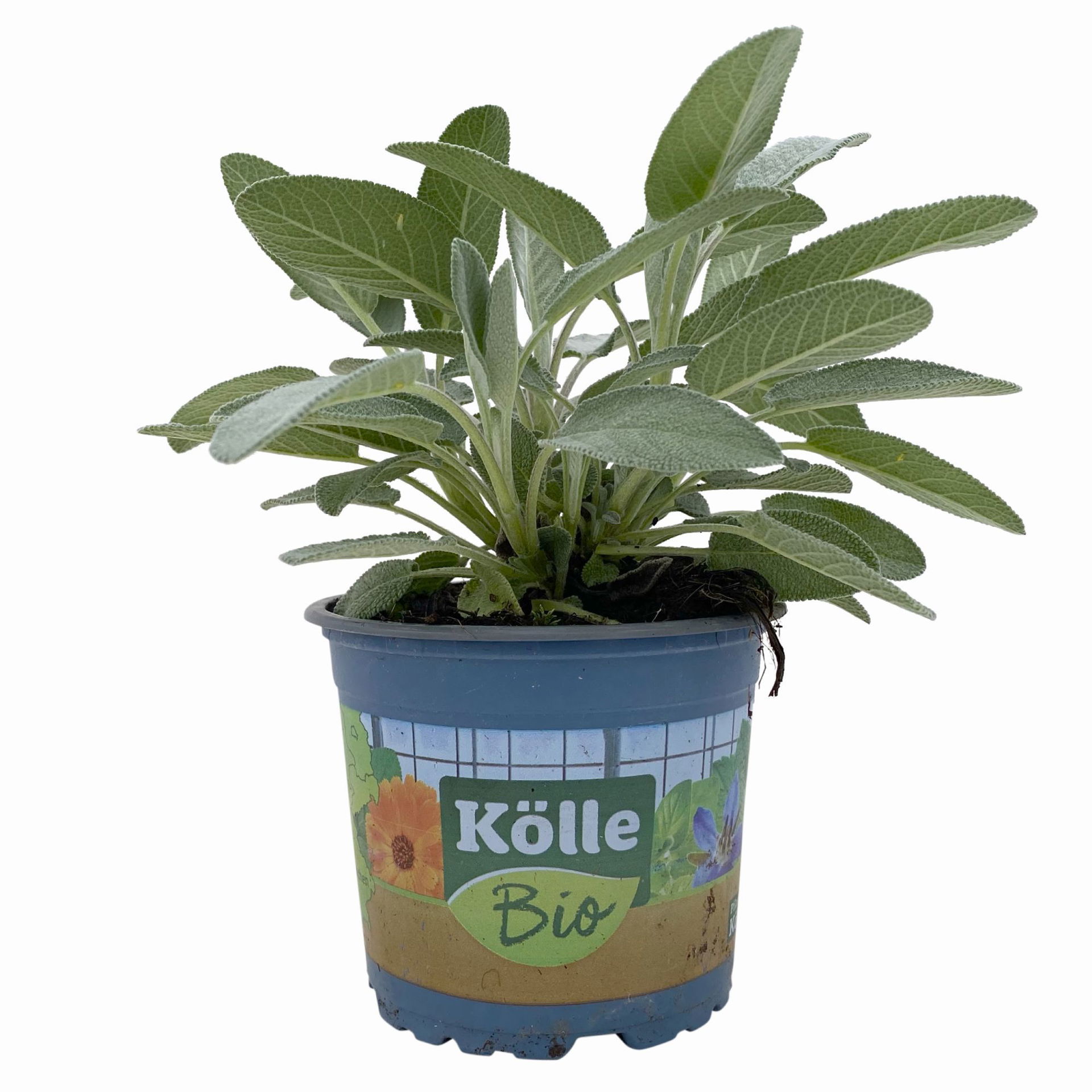 Salbei großblättrig, Kölle Bio, 12cm Topf, frisch aus unserer BioGärtnerei