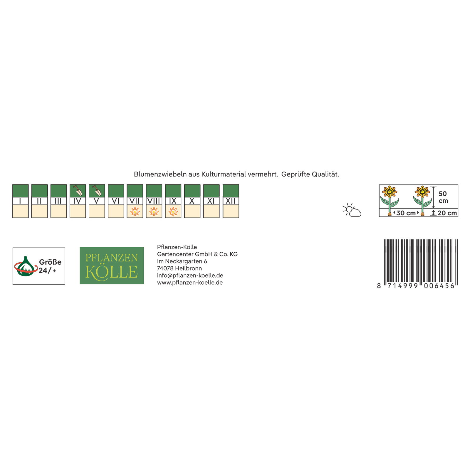 Kölles Beste Calla Schwarzwälder schwarz, 2 Blumenknollen