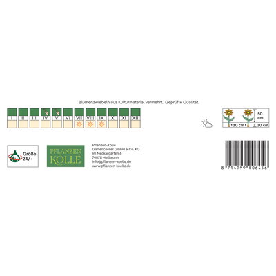 Kölles Beste Calla Schwarzwälder schwarz, 2 Blumenknollen