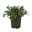 Lakritzstrohblume, 6er-Set, silberlaubig, Topf 12 cm Ø
