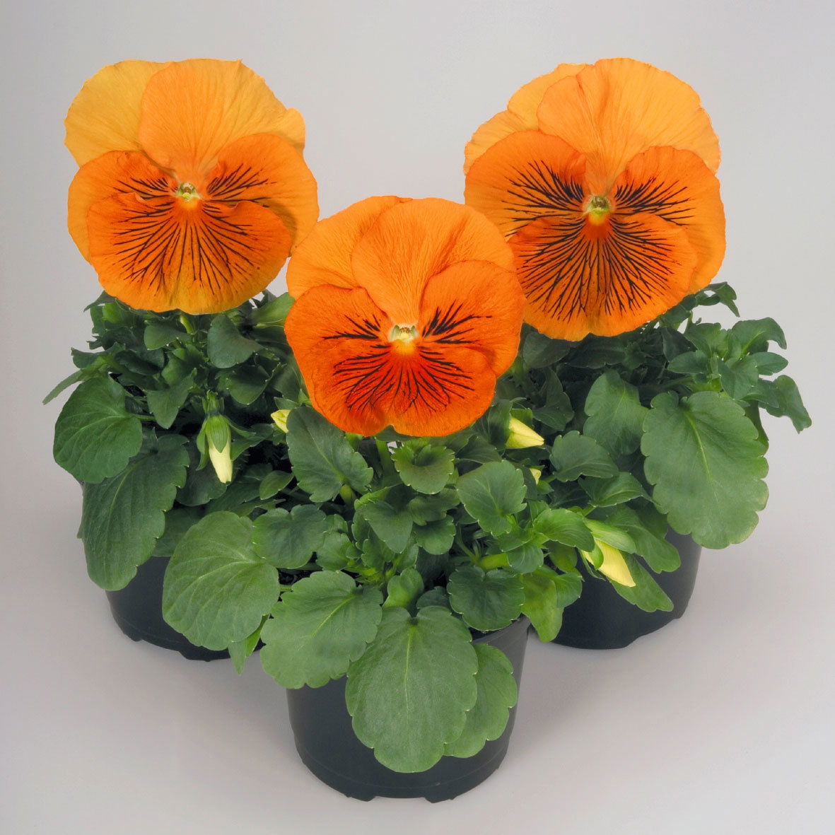 Stiefmütterchen Cats®, oange, Topf-Ø 13 cm, 6 Pflanzen