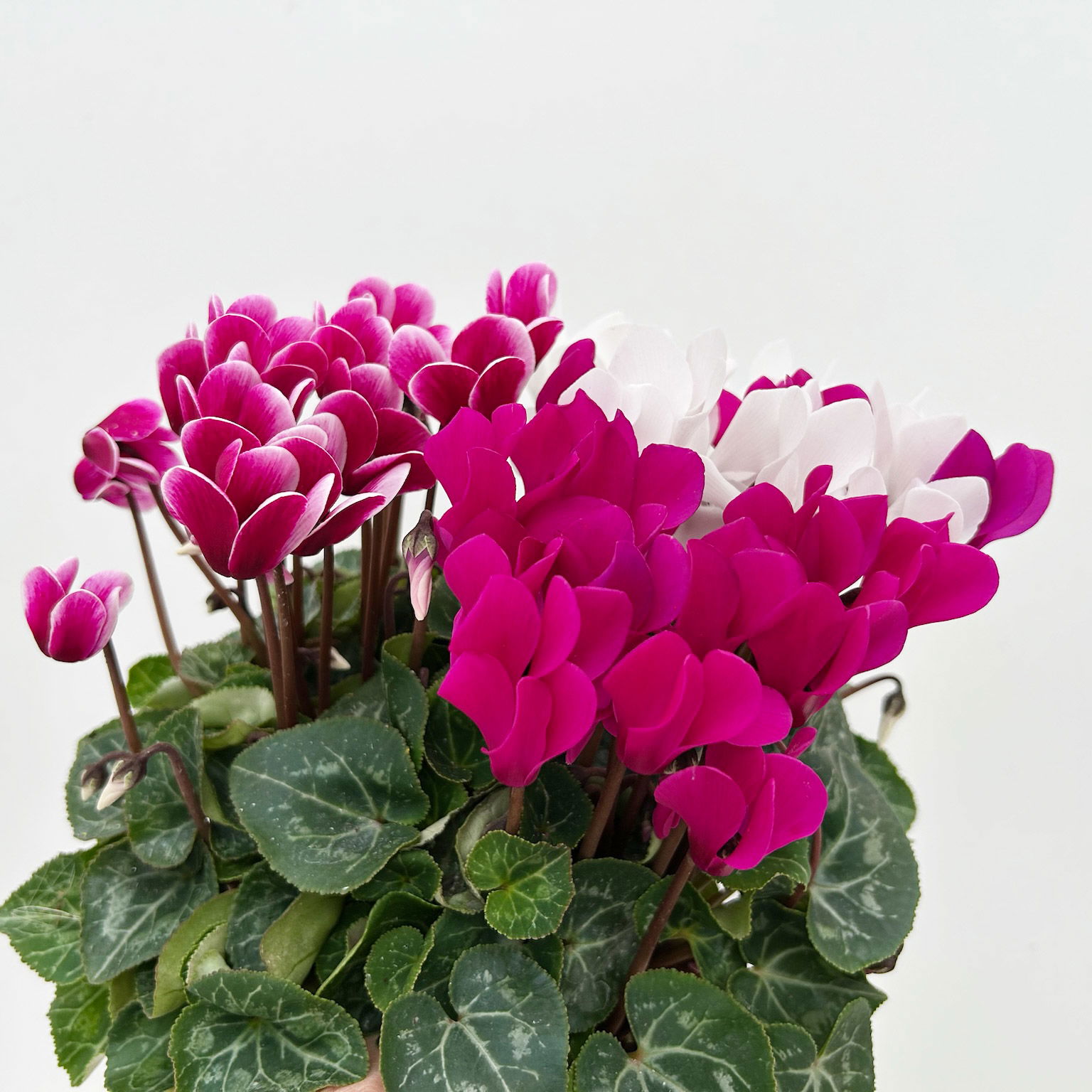 Alpenveilchen 'Trio', lila, weiß & lila-weiß, Topf-Ø 13 cm, 6 Pflanzen Alpenveilchen 'Trio', lila, weiß & lila-weiß, Topf-Ø 13 cm, 6 Pflanzen