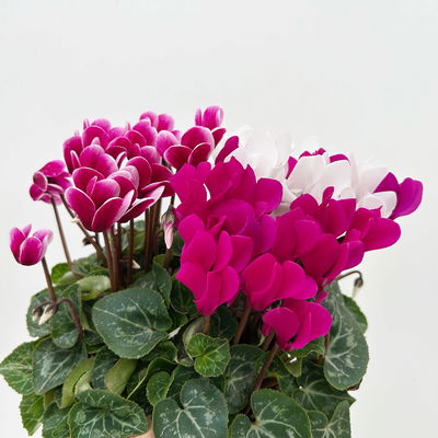Alpenveilchen 'Trio', lila, weiß & lila-weiß, Topf-Ø 13 cm, 6 Pflanzen Alpenveilchen 'Trio', lila, weiß & lila-weiß, Topf-Ø 13 cm, 6 Pflanzen