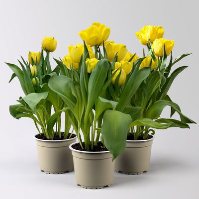 Tulpe, gelb, gefüllt, vorgetrieben, Topf-Ø 15 cm, 3 Pflanzen Tulpe, gelb, gefüllt, vorgetrieben, Topf-Ø 15 cm, 3 Pflanzen