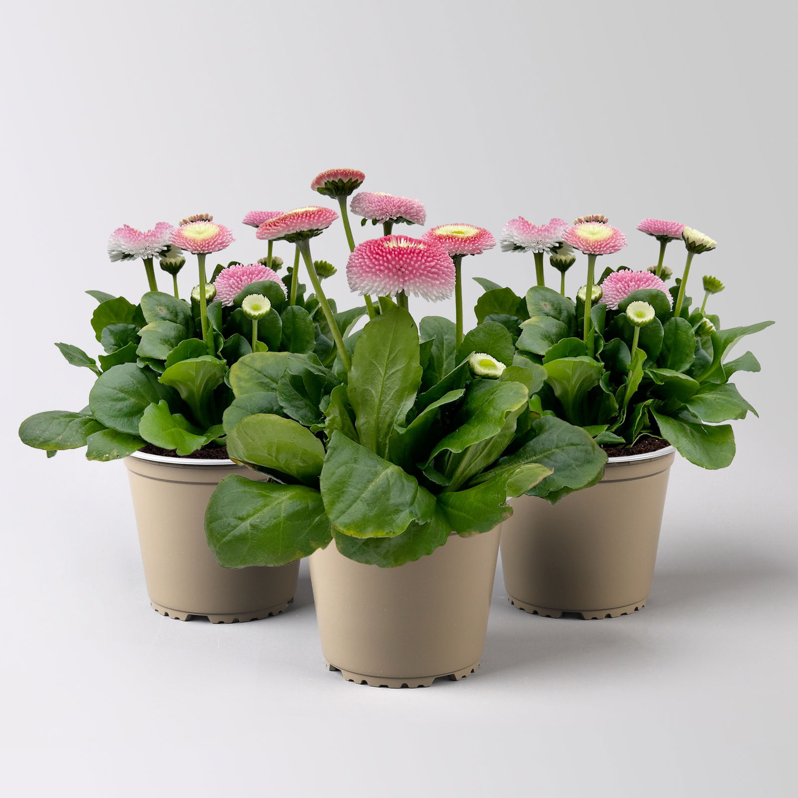 Bellis perennis 'Erdbeer-Sahne', rosa, Topf-Ø 12 cm, 6 Pflanzen