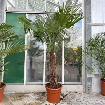 Hanfpalme, Stamm, Topf 45 Liter, Höhe ca. 200 cm