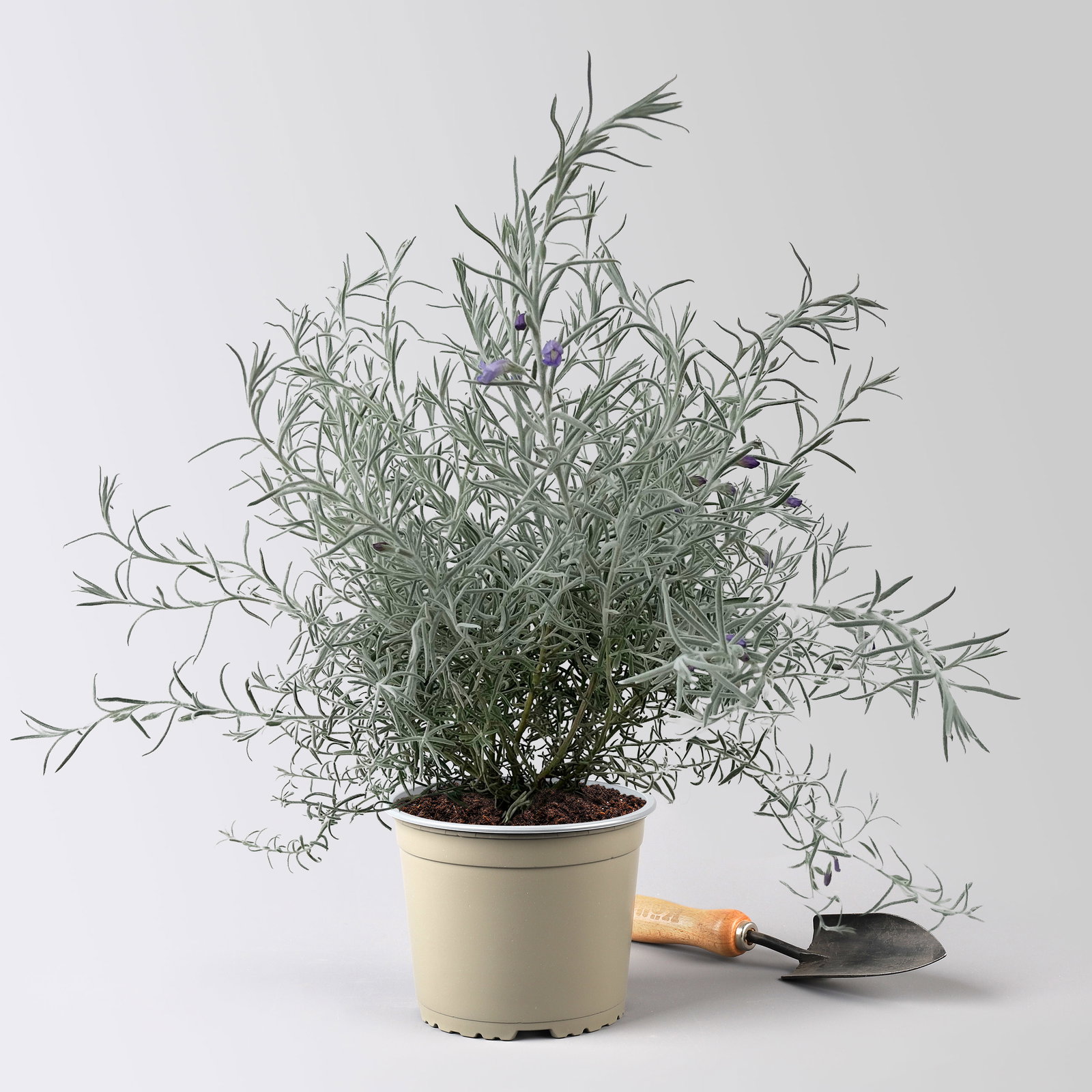 Emustrauch, lila, Topf-Ø 17 cm, 2 Pflanzen