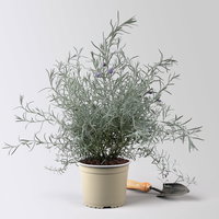 Emustrauch, lila, Topf-Ø 17 cm, 2 Pflanzen