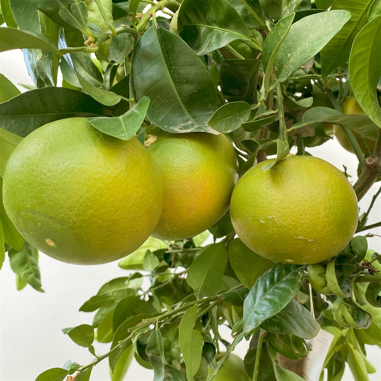 Grapefruitbaum, Stamm, Topf-Ø 22 cm, Höhe ca. 70 - 80 cm