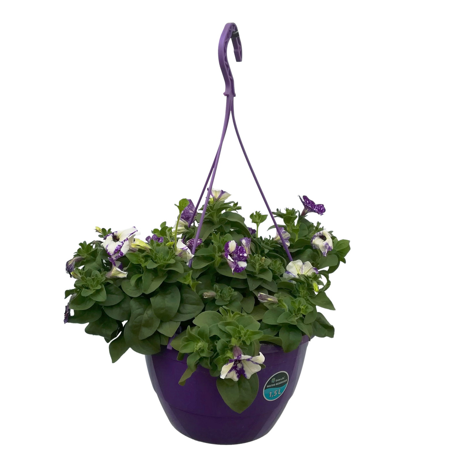 Petunie 'NightSky®', blau-weiß, Ampeltopf-Ø 27 cm