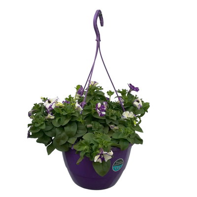 Petunie 'NightSky®', blau-weiß, Ampeltopf-Ø 27 cm