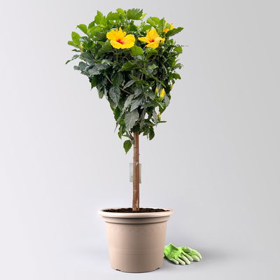 Hibiskus, gelb, Stamm, Topf-Ø 33 cm, Höhe ca. 150 cm Hibiskus, gelb, Stamm, Topf-Ø 33 cm, Höhe ca. 150 cm