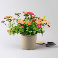 Kölles Beste Garten-Schafgarbe 'Paprika' rot, 19 cm Topf Kölles Beste Garten-Schafgarbe 'Paprika' rot, 19 cm Topf