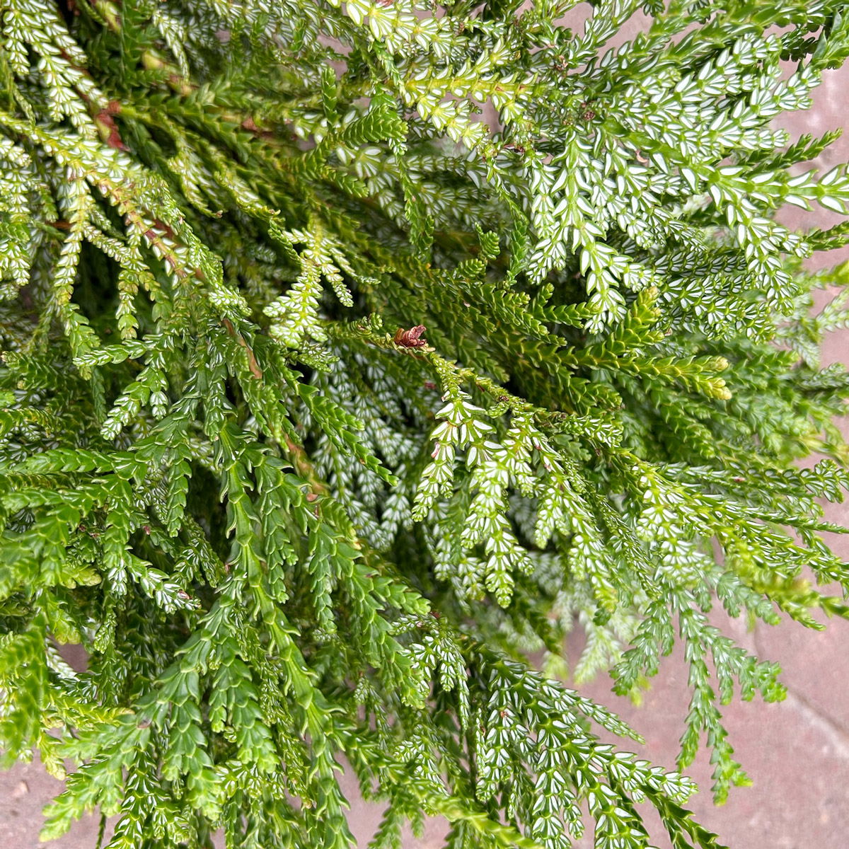 Thujopsis im Handbund, 3 Bund Thujopsis im Handbund, 3 Bund