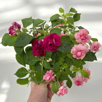 Fleißiges Lieschen-Duo, burgunder-pink, gefüllt, Topf -Ø 12 cm, 4 Pflanzen