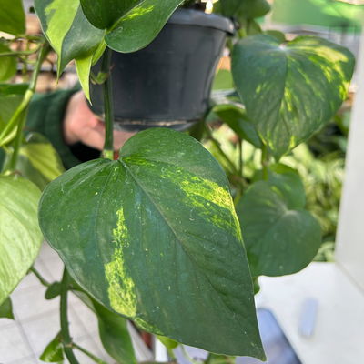 Grünpflanzen-Set Buntes-Trio, Hängeampel-Ø 15 cm, 3 Pflanzen