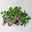 Dipladenie 'Qdeville®', rosa, buschartig, Topf-Ø 23 cm, Höhe ca. 50 cm