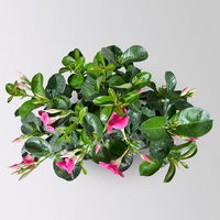 Dipladenie 'Qdeville®', rosa, buschartig, Topf-Ø 23 cm, Höhe ca. 50 cm