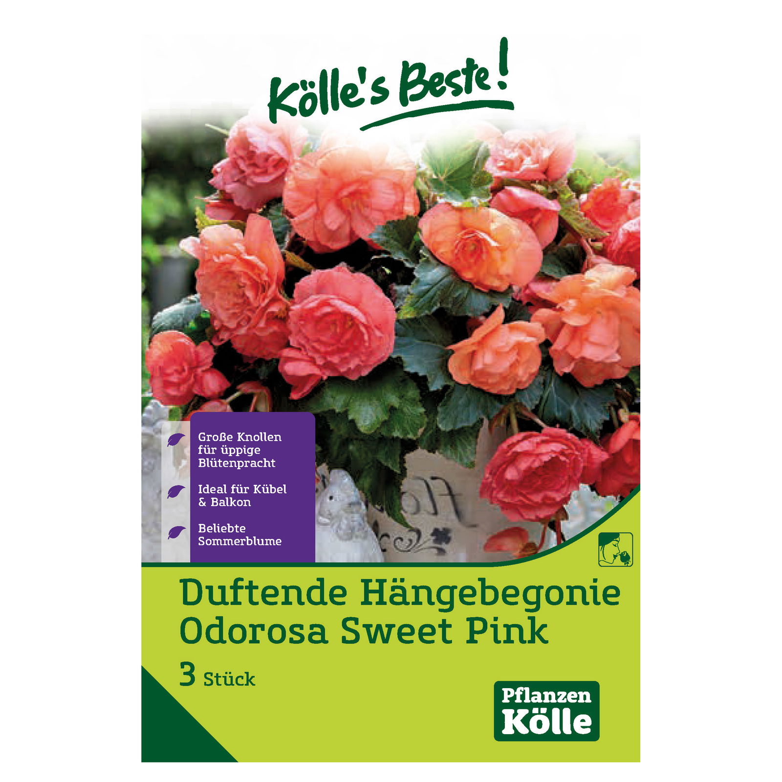 Duftende Hängebegonie Odorosa Sweet Pink, 3 Blumenknollen