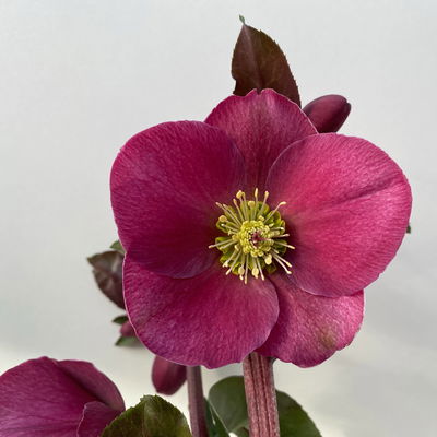 Helleborus 'Anna's Red', dunkelrot, Topf-Ø 15 cm
