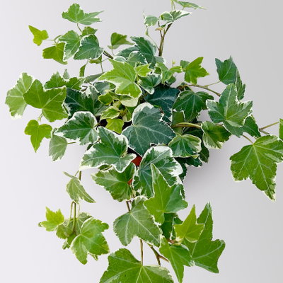 Grabbepflanzung Herbst weiß-lila, 12 Pflanzen Grabbepflanzung Herbst weiß-lila, 12 Pflanzen
