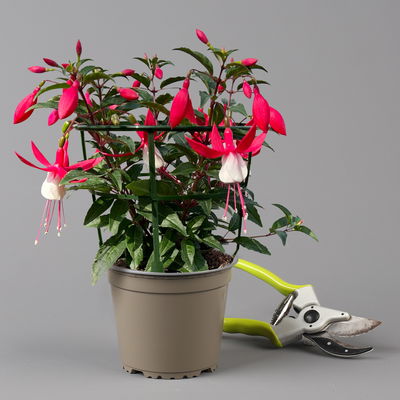 Fuchsien stehend, rot-weiß, Topf-Ø 12 cm, 6er-Set Fuchsien stehend, rot-weiß, Topf-Ø 12 cm, 6er-Set