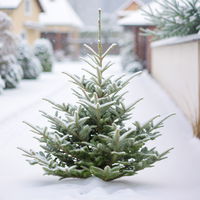 Nobilistanne, Abies procera, Höhe 100-125 cm, geschlagen