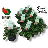 Duftgeranie 'Freshfruity® Melone', Topf-Ø 12 cm, 6 Pflanzen Duftgeranie 'Freshfruity® Melone', Topf-Ø 12 cm, 6 Pflanzen
