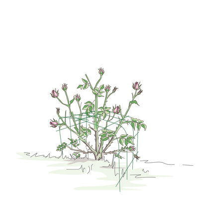 Bellissa Hortensienstütze 'ANNABELLE', 2er-Set, grün, H60 x L65 x L57 cm Bellissa Hortensienstütze 'ANNABELLE', 2er-Set, grün, H60 x L65 x L57 cm