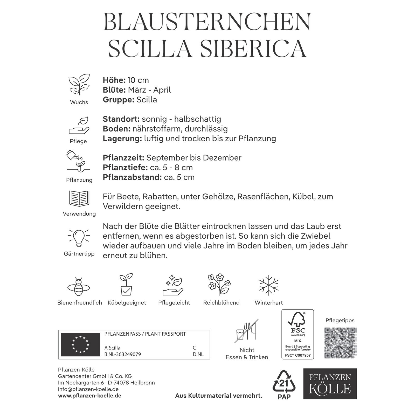 Blausternchen (Scilla Siberica) 30 Blumenzwiebeln