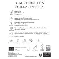 Blausternchen (Scilla Siberica) 30 Blumenzwiebeln