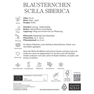 Blausternchen (Scilla Siberica) 30 Blumenzwiebeln Blausternchen (Scilla Siberica) 30 Blumenzwiebeln