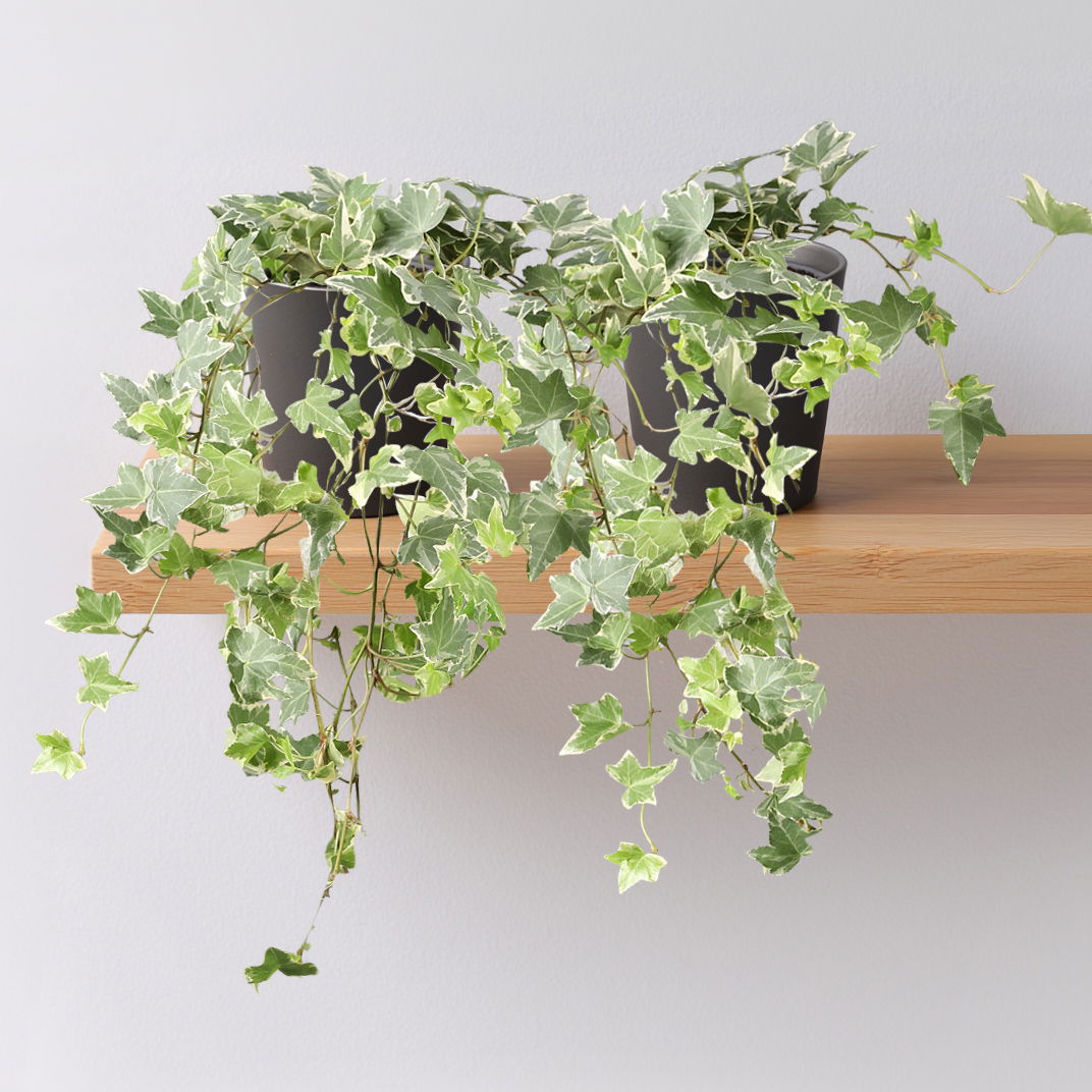 Weißbunter Efeu inkl. Keramiktopf Dallas anthrazit, Topf-Ø 12/13 cm, 2er-Set Weißbunter Efeu inkl. Keramiktopf Dallas anthrazit, Topf-Ø 12/13 cm, 2er-Set